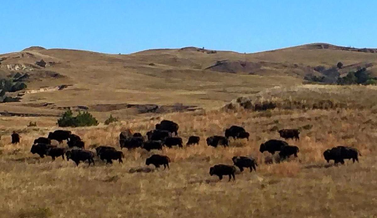 Büffel auf der Weide